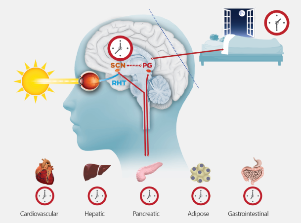View an illustration of alignment of circadian rhythms to the 24-hour light-dark cycle.